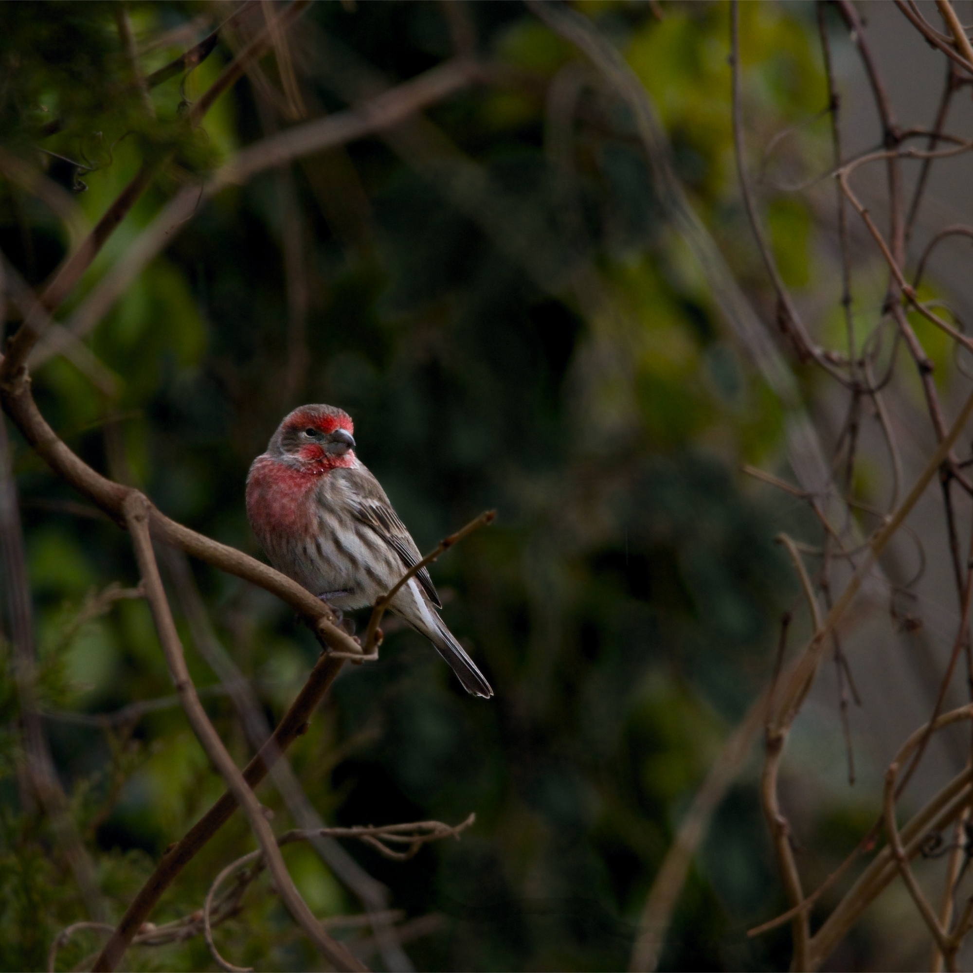Birding